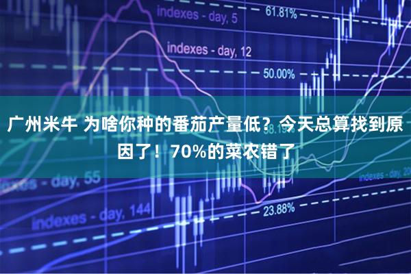 广州米牛 为啥你种的番茄产量低？今天总算找到原因了！70%的菜农错了